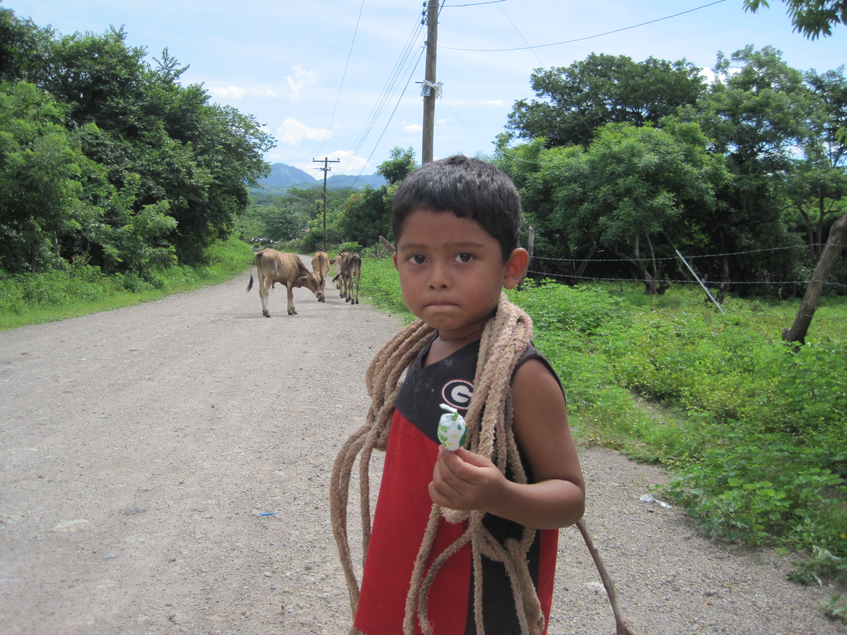 Boy herds his cows, kids in this part of Honduras get responsibilities at a very young age